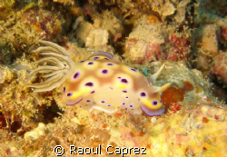 It's my favourite nudibranch ! by Raoul Caprez 